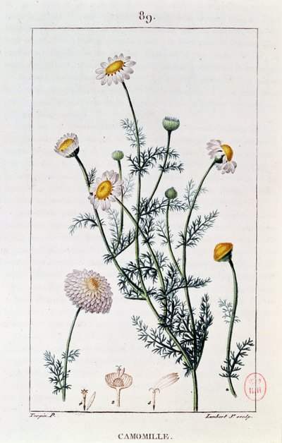 Camomile (reproduction of a plate from 